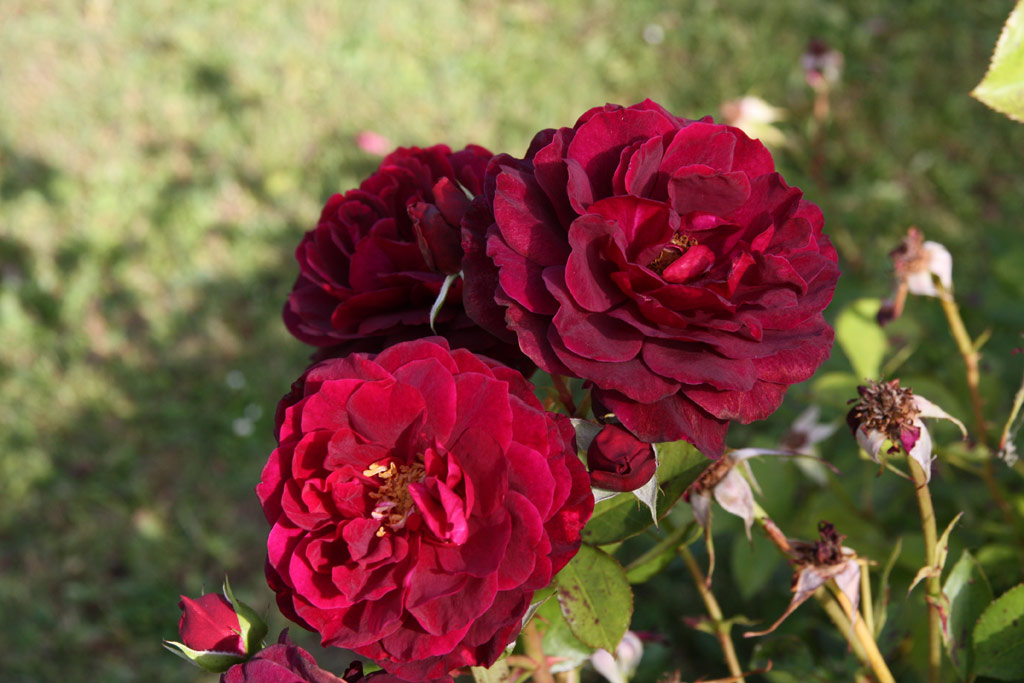 růže Tradescant