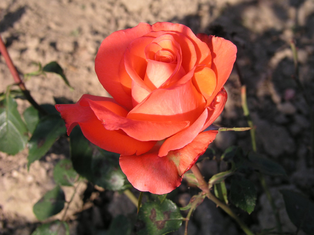 růže Trumerei