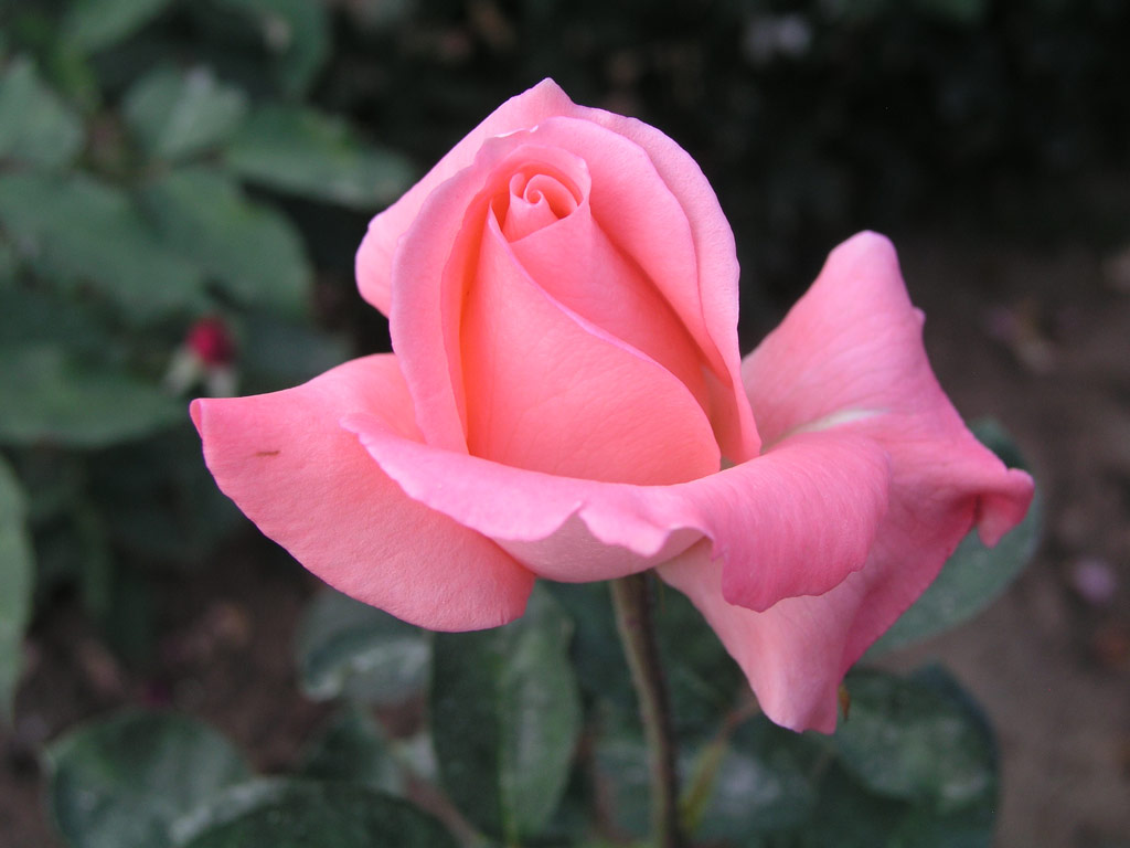 růže Trivole