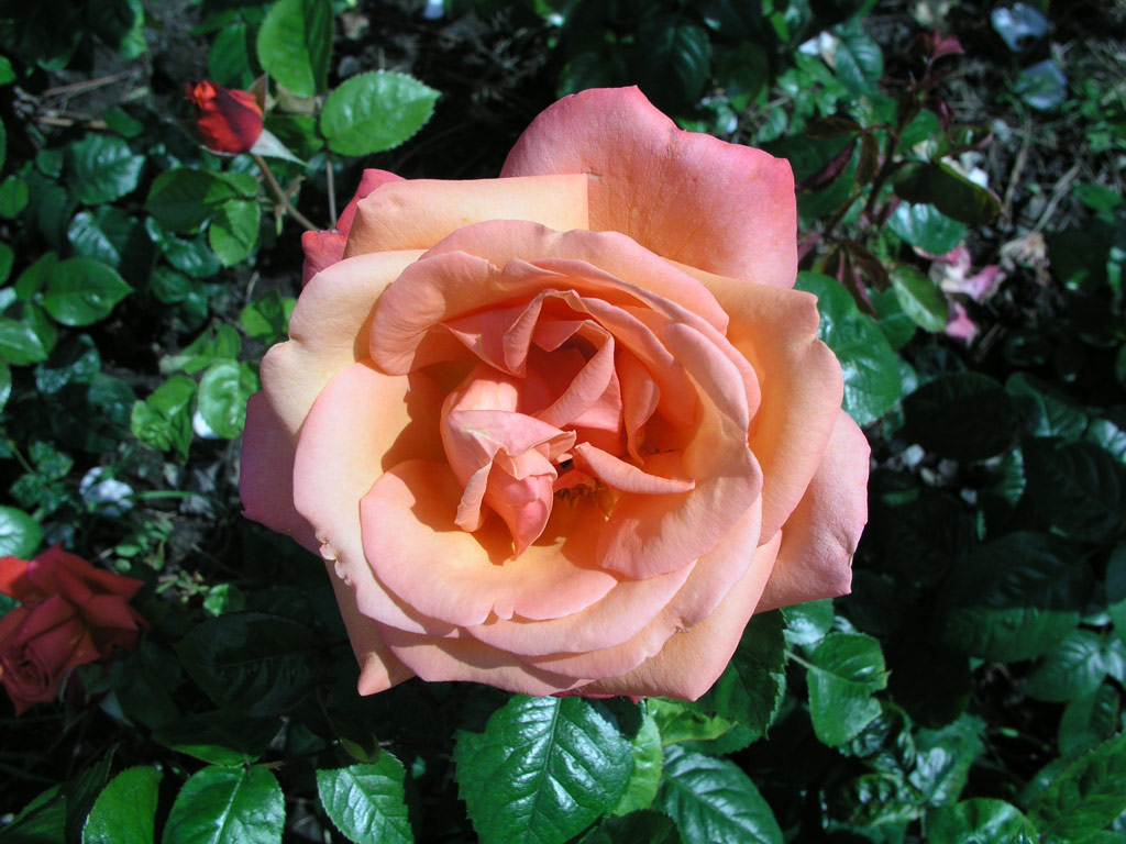 růže Troika
