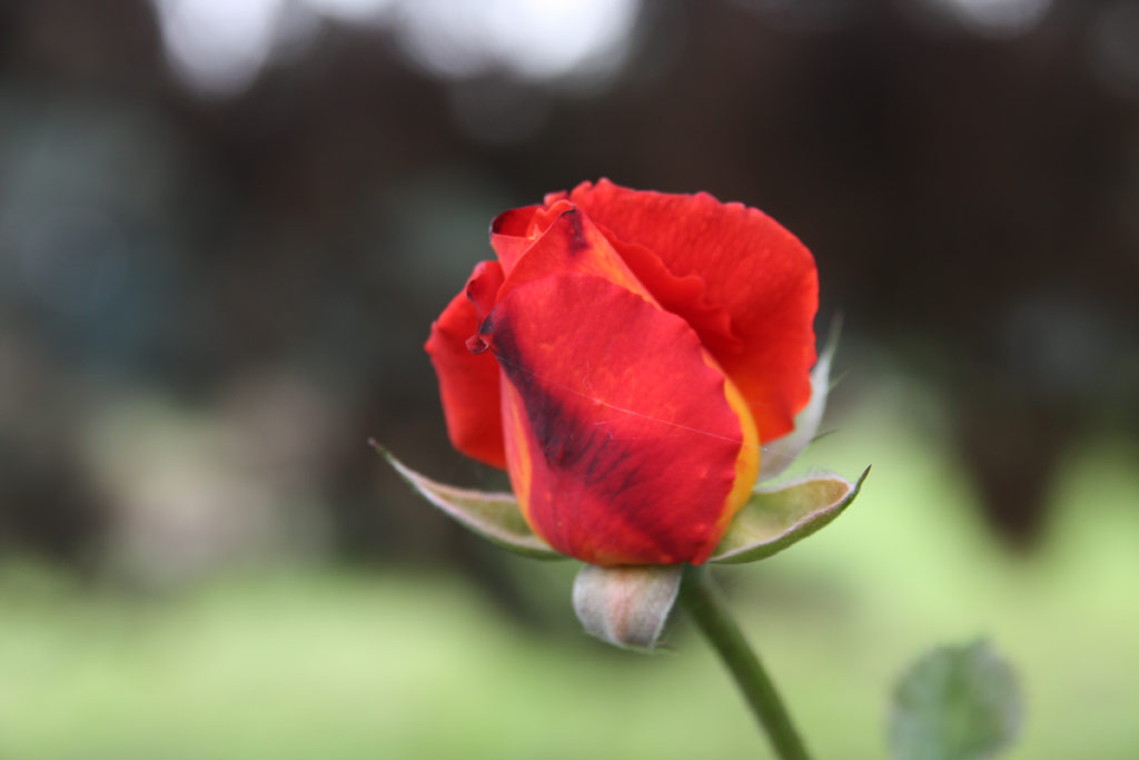 růže Troika