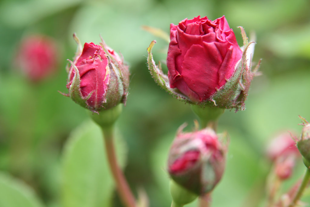 růže Trompeter von Sckingen