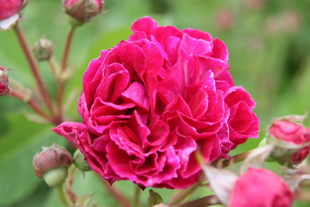 růže Trompeter von Sckingen