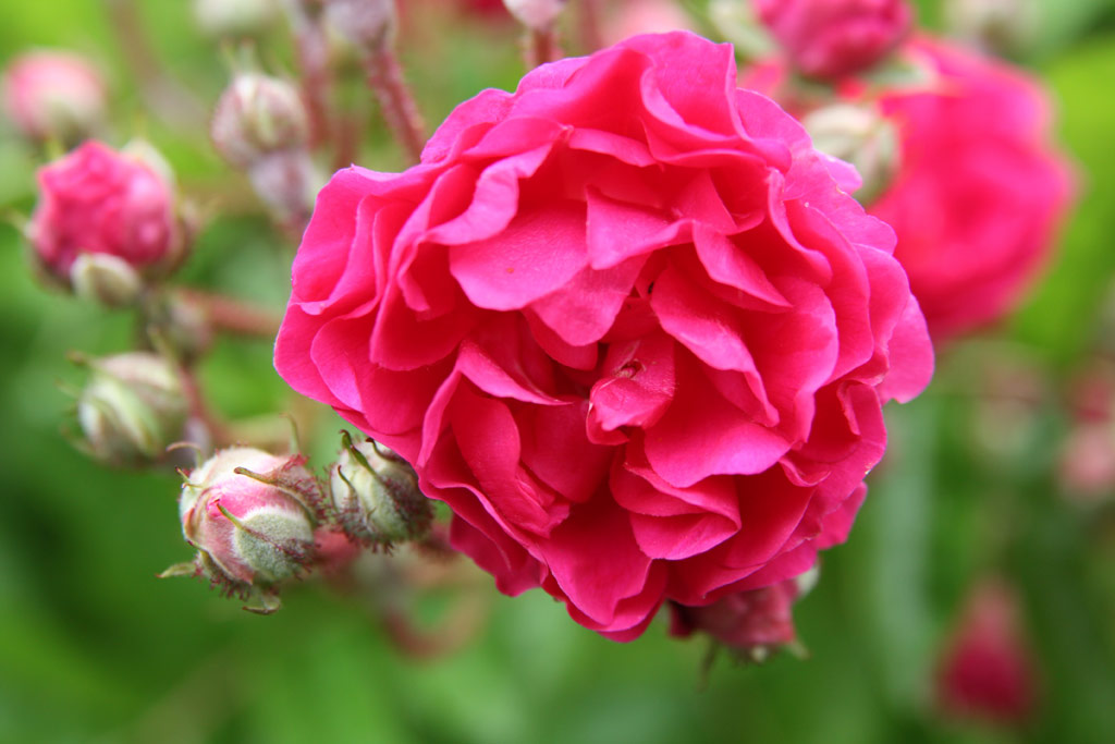 růže Turner�s Crimson Rambler