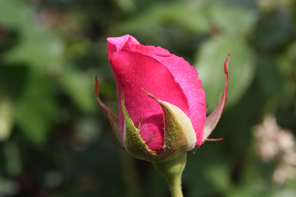 růže Tutu Mauve