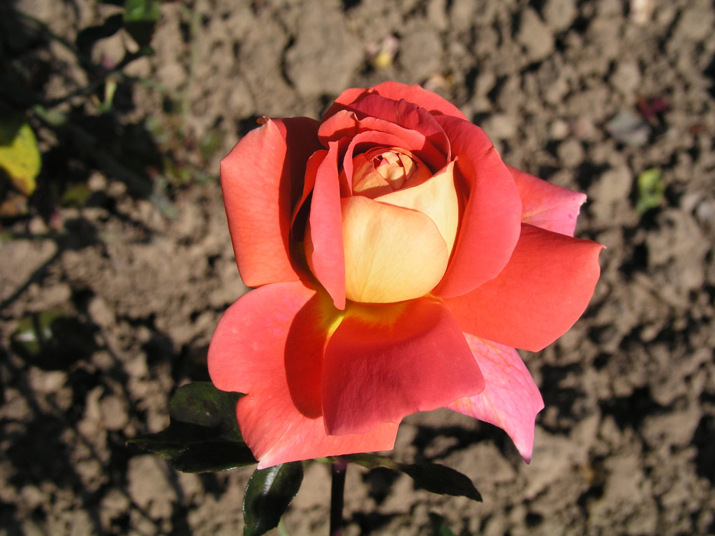 růže Tzigane