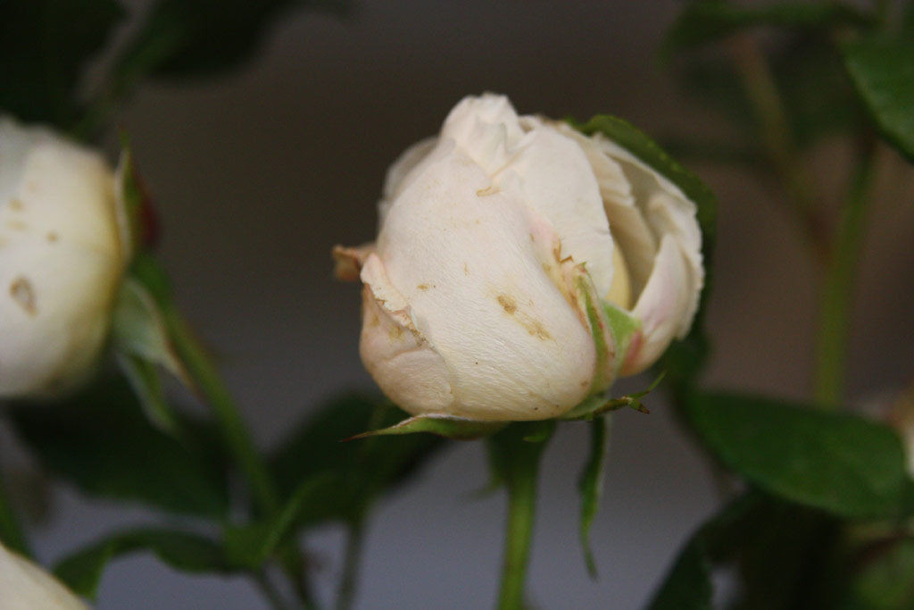 růže Uetersener Klosterrose
