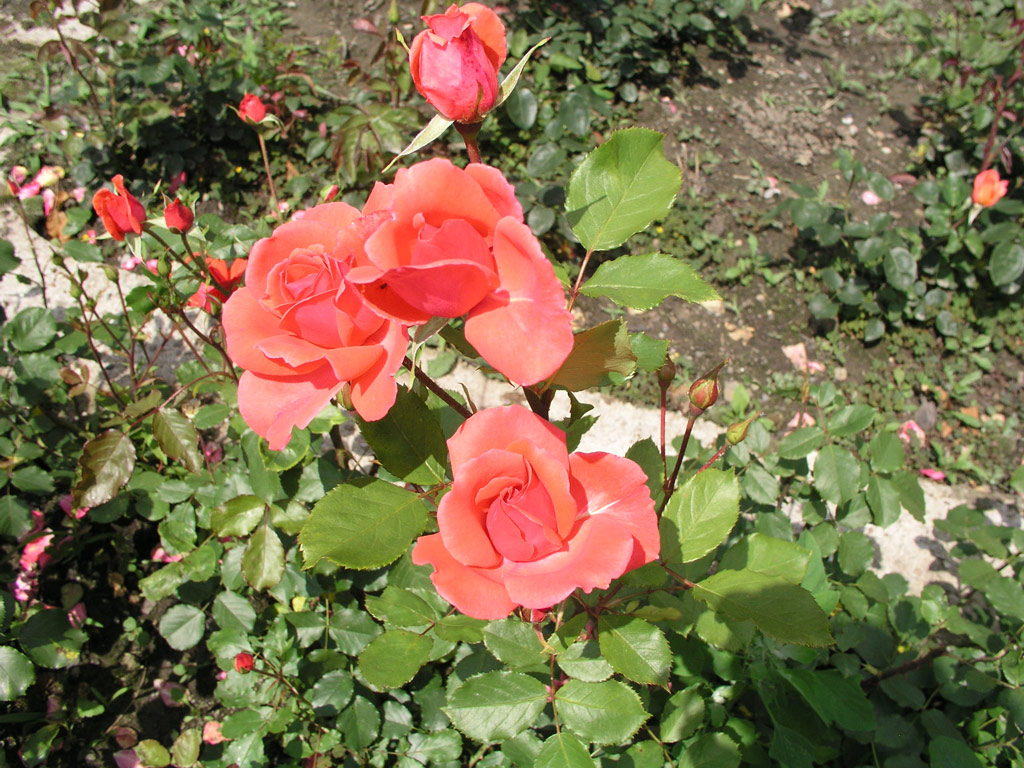 růže Ukrainskaja Zorka