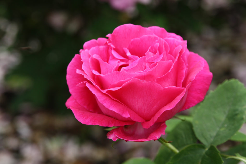 růže Ulrich Brnner Fils