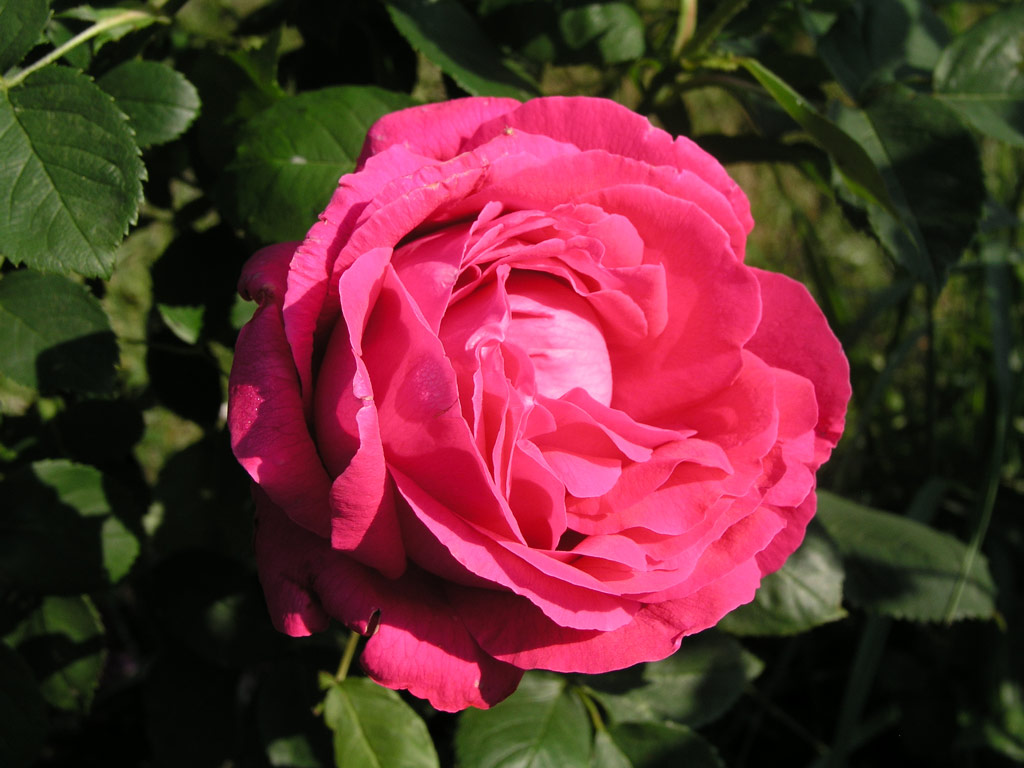růže Ulrich Brnner Fils