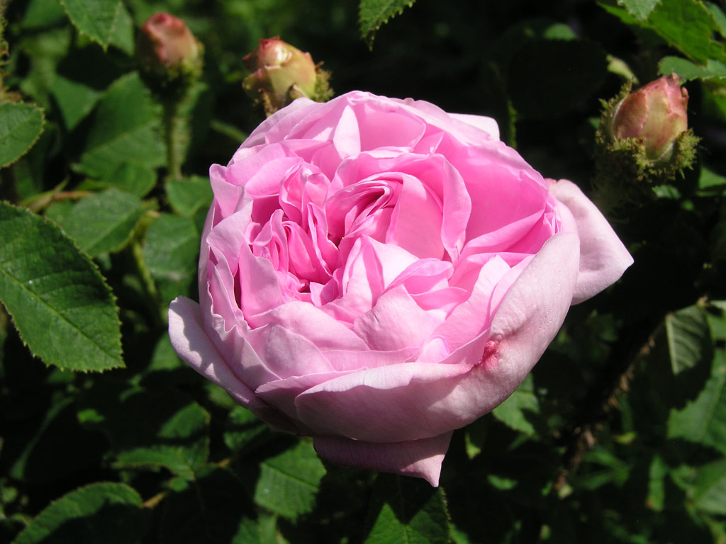 růže Unique de Provence