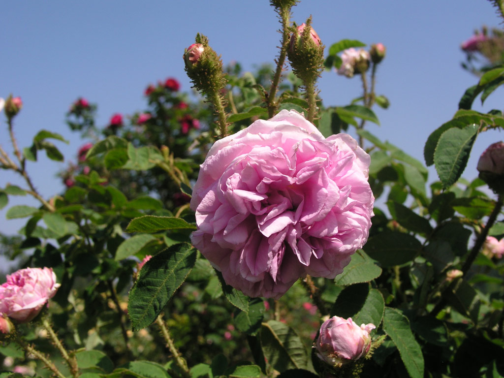 růže Unique de Provence