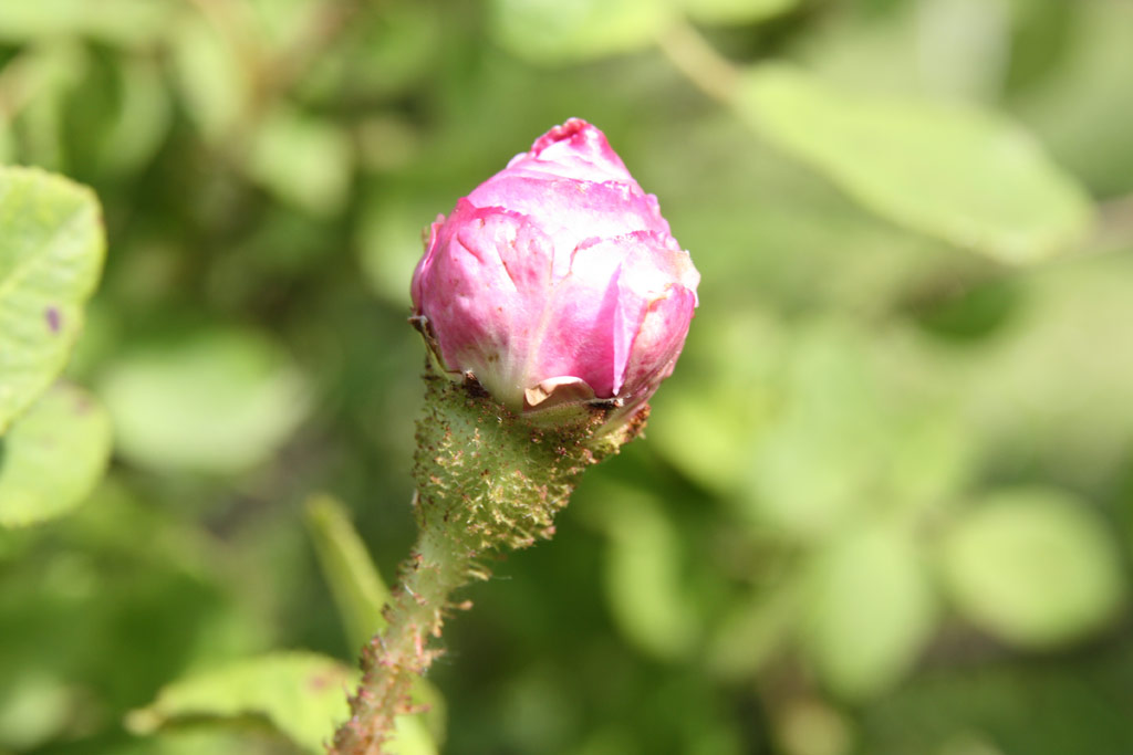 růže Unique de Provence