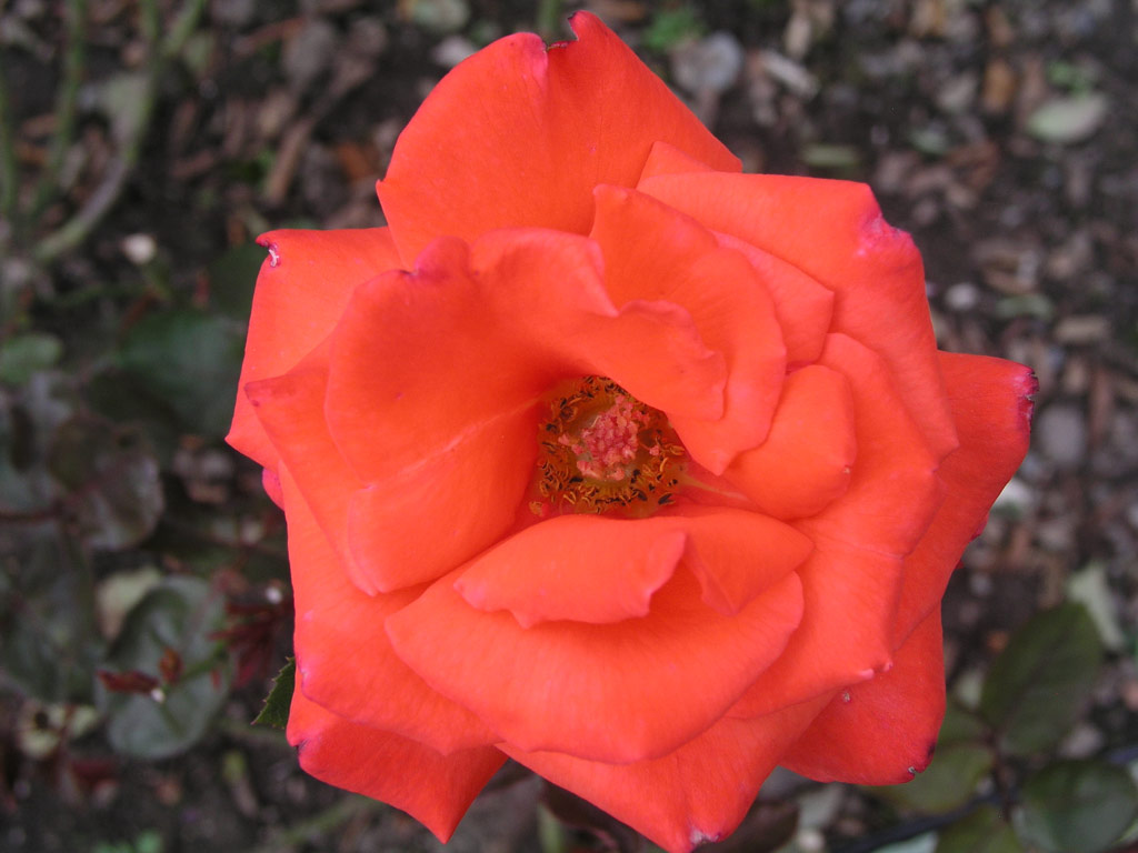 růže Uwe Seeler