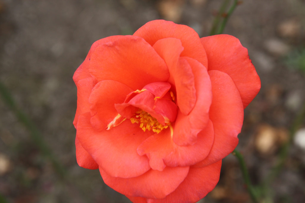 růže Uwe Seeler