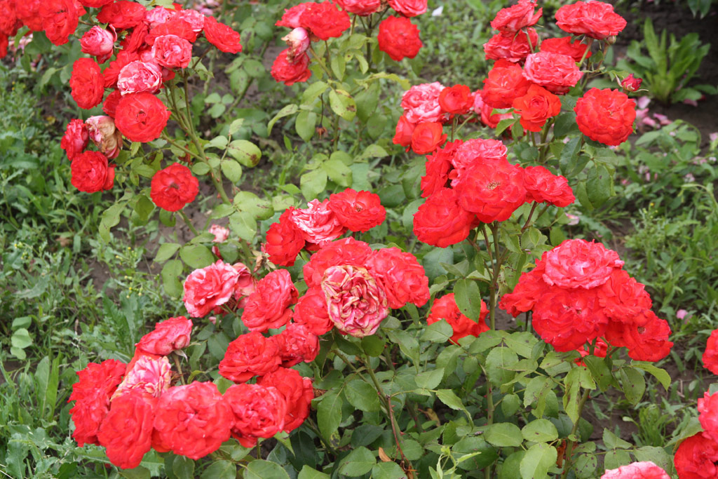 růže Vajdahunyad