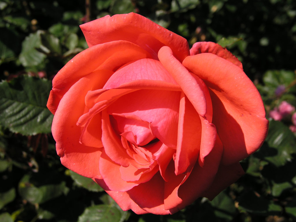 růže Varna