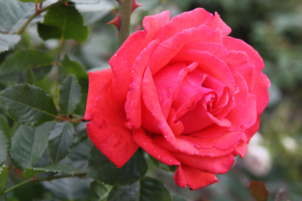 růže Varna