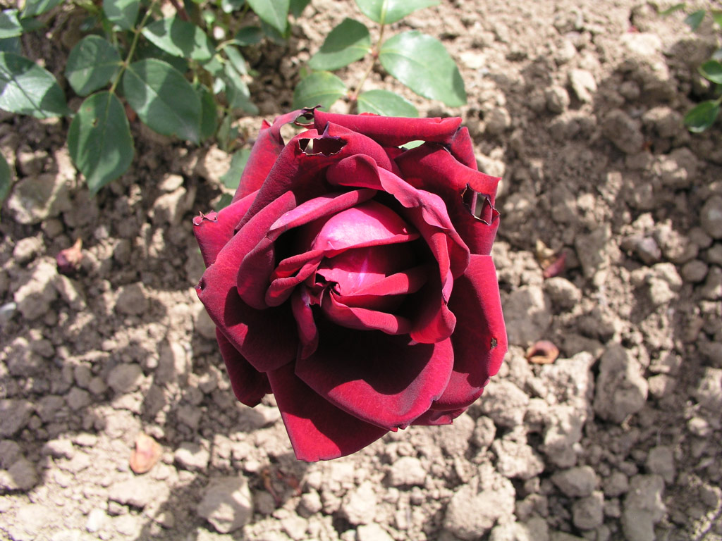 růže Vaterland