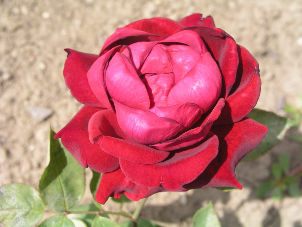 růže Vaterland