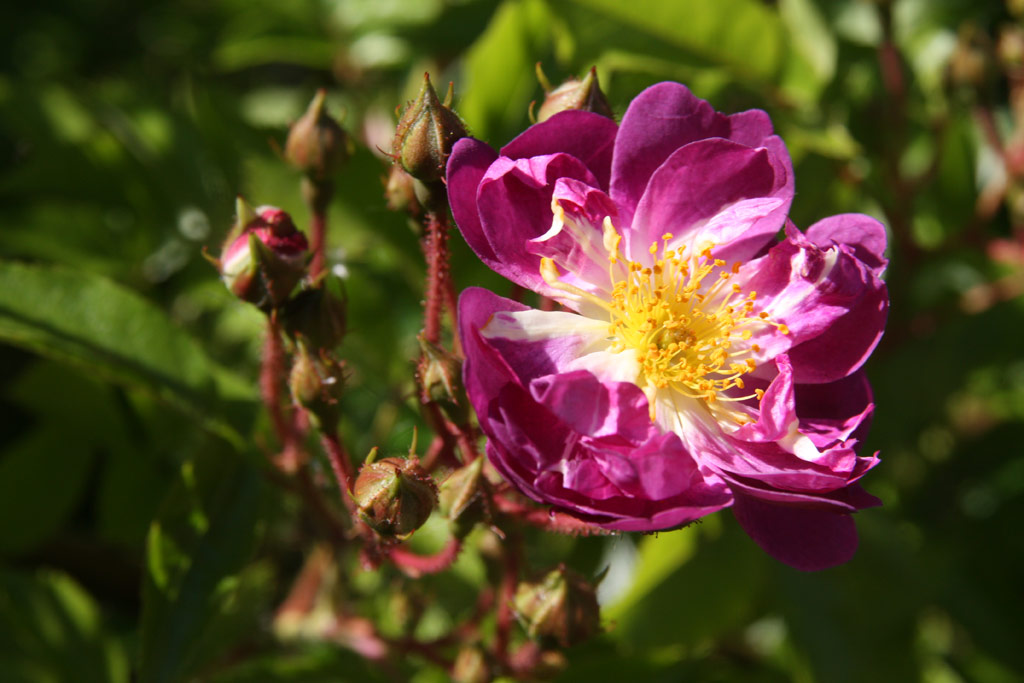 růže Veilchenblau