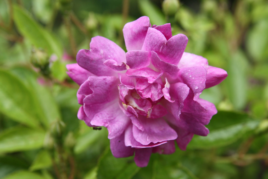 růže Veilchenblau