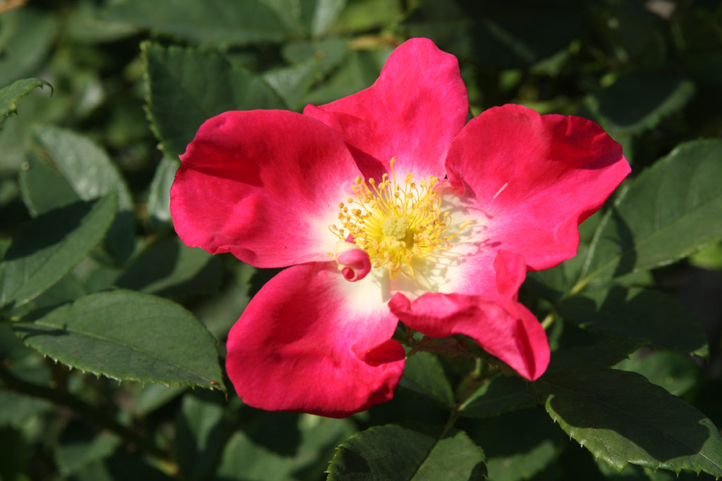růže VELpagered
