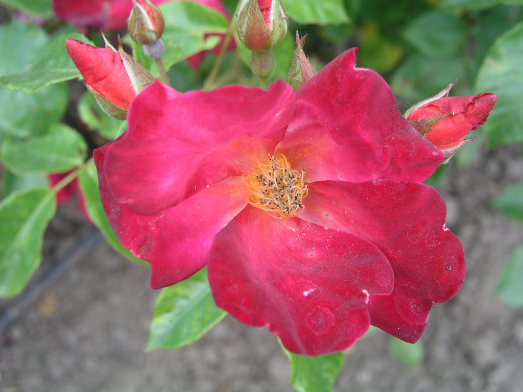 růže Veltriepin