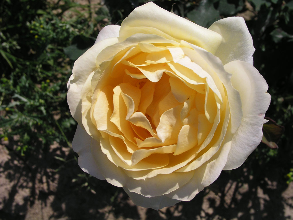 růže Venusia