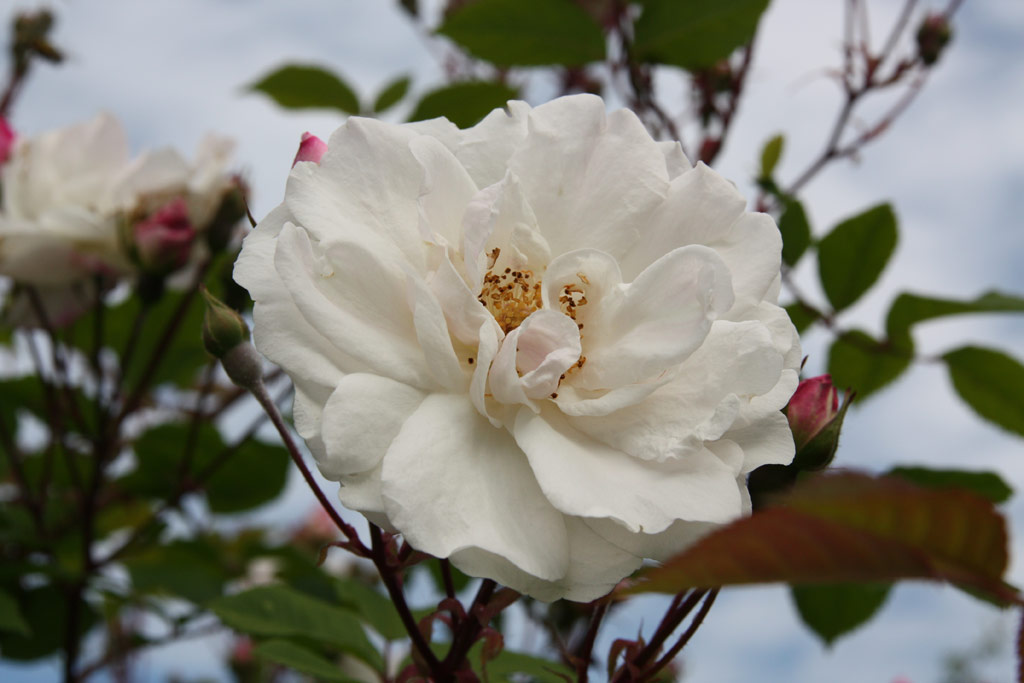růže Venusta Pendula