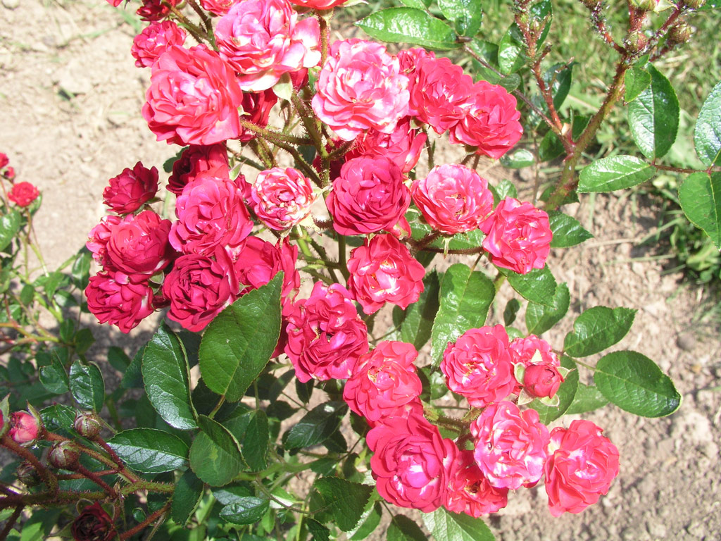 růže Verdun