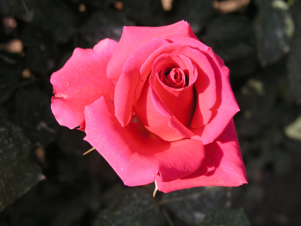 růže Veris