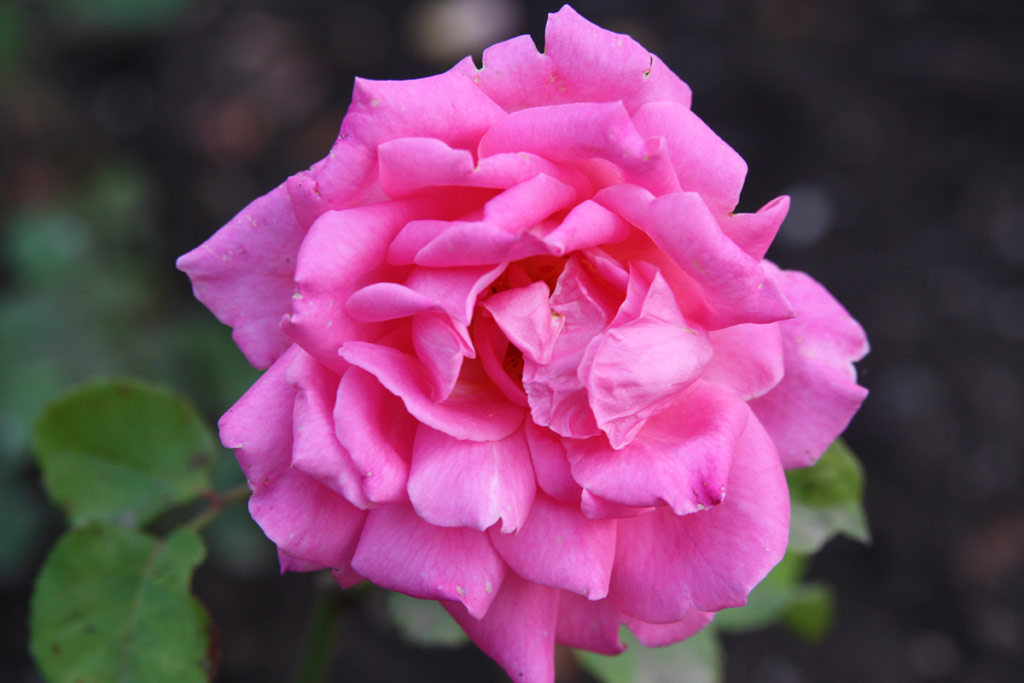 růže Verschurens Pink