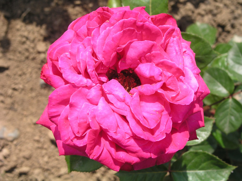 růže Vesennyj Aromat