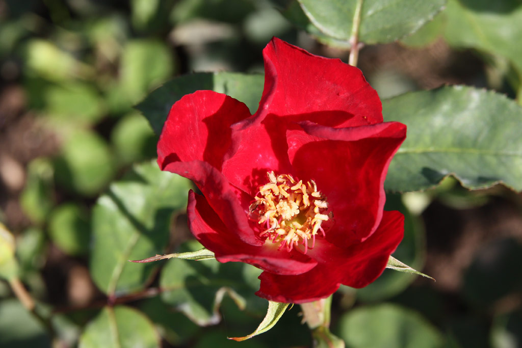 růže Vesuvius (Mc Gredy)
