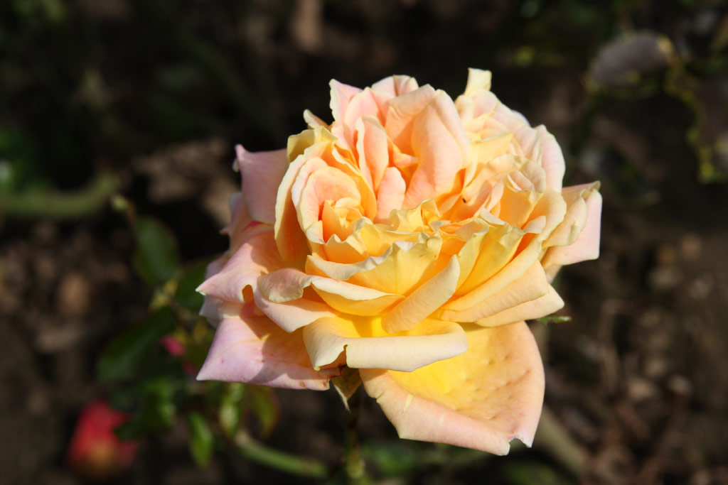 růže Victor Hugo (Sangerhausen)