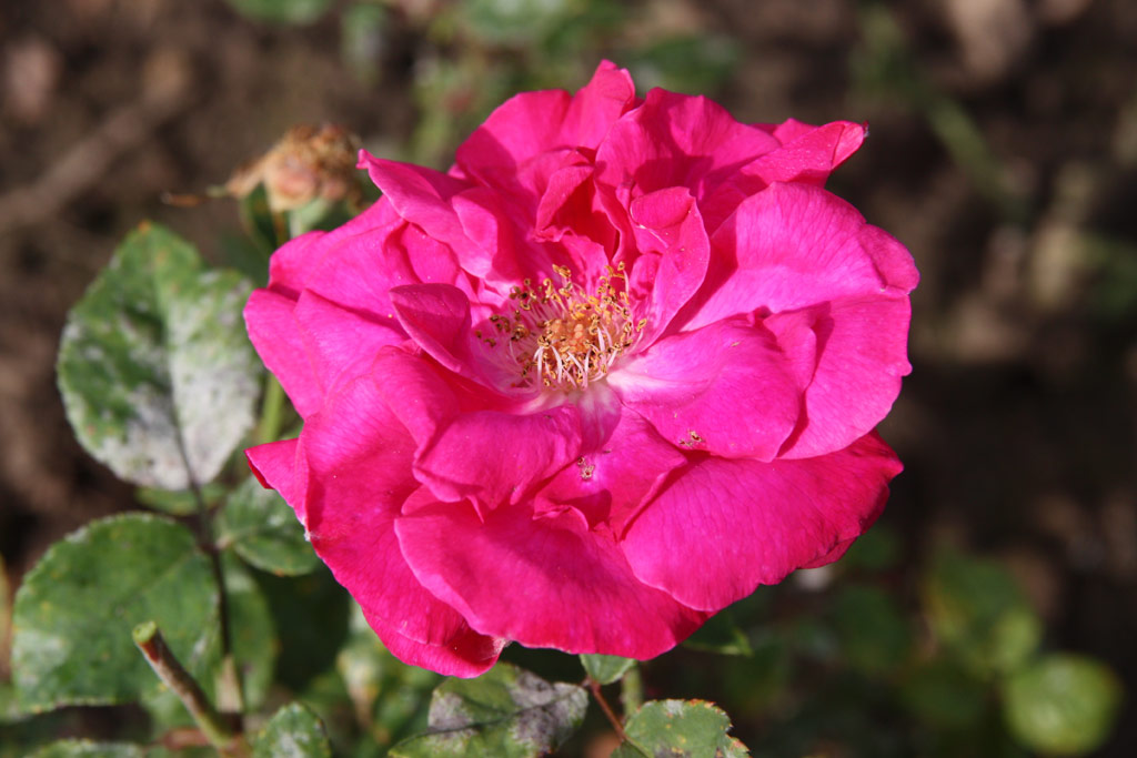 růže Victor Mayer