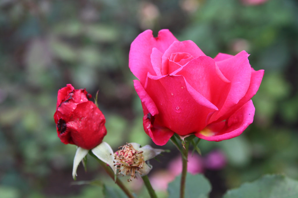 růže Vie en Rose