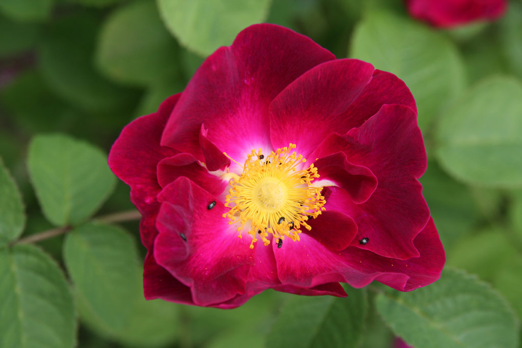 růže Violacea