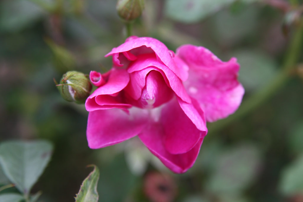růže Violetta (Harkness)