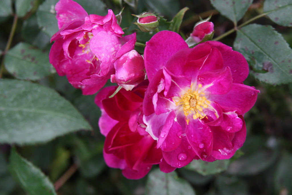 růže Violetta (Harkness)