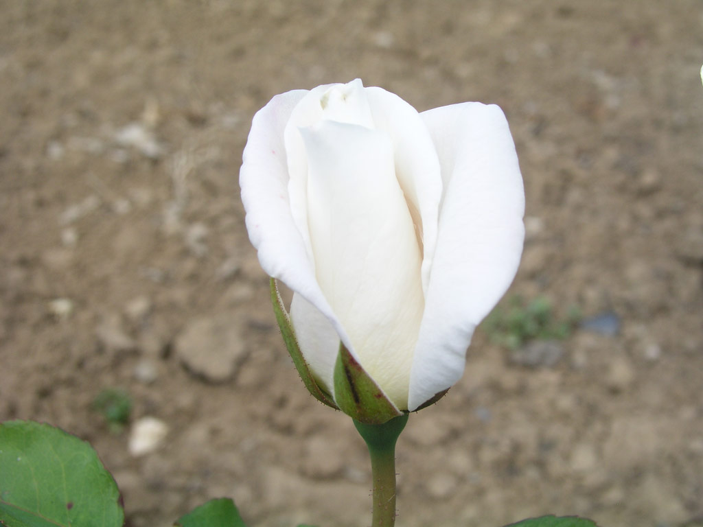 růže Virgo