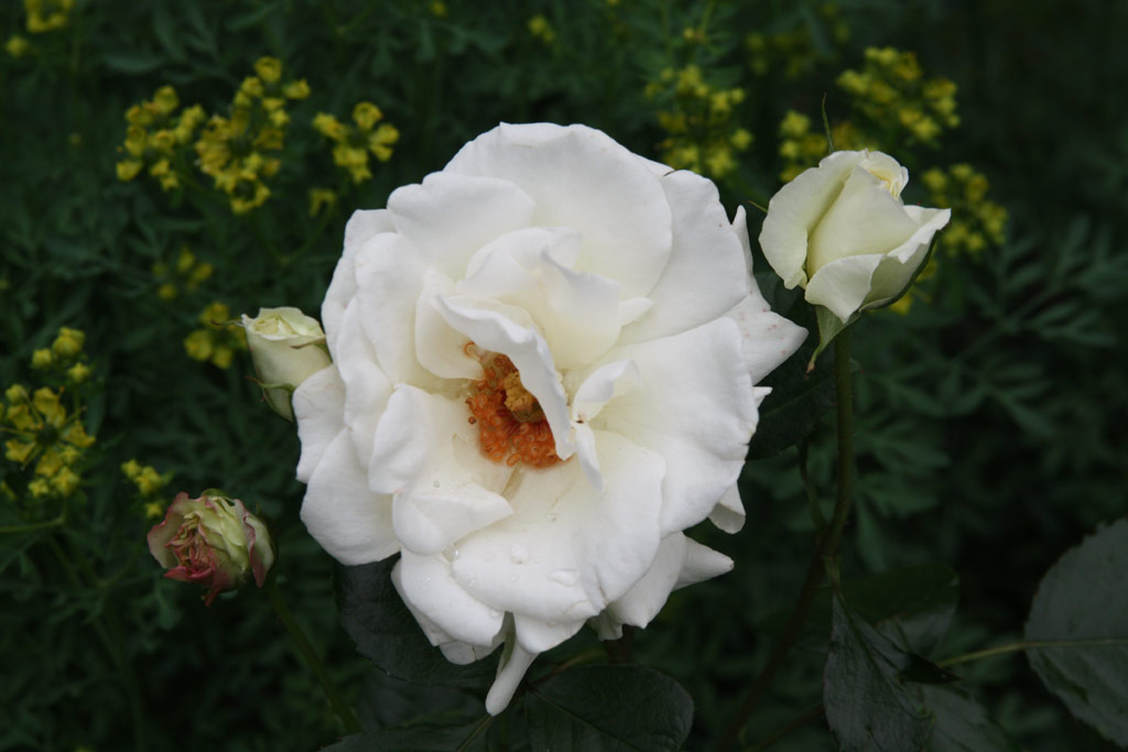 růže Vison Blanc