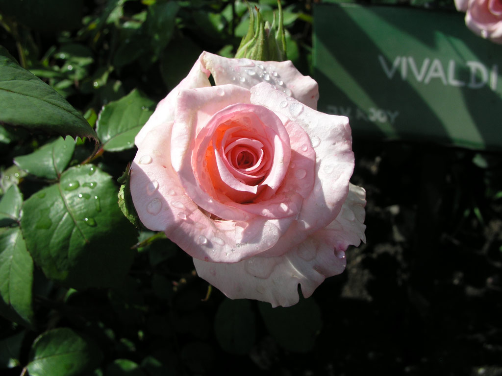 růže Vivaldi