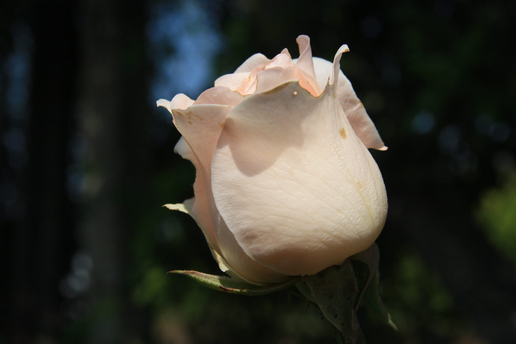 růže Vivaldi