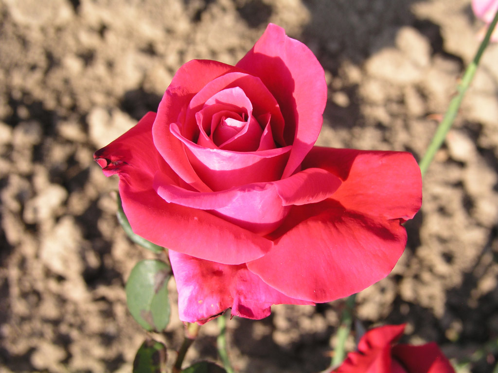 růže Vivarose