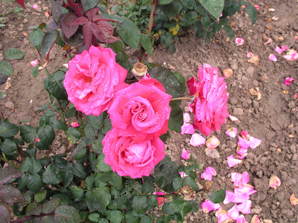 růže Vivarose