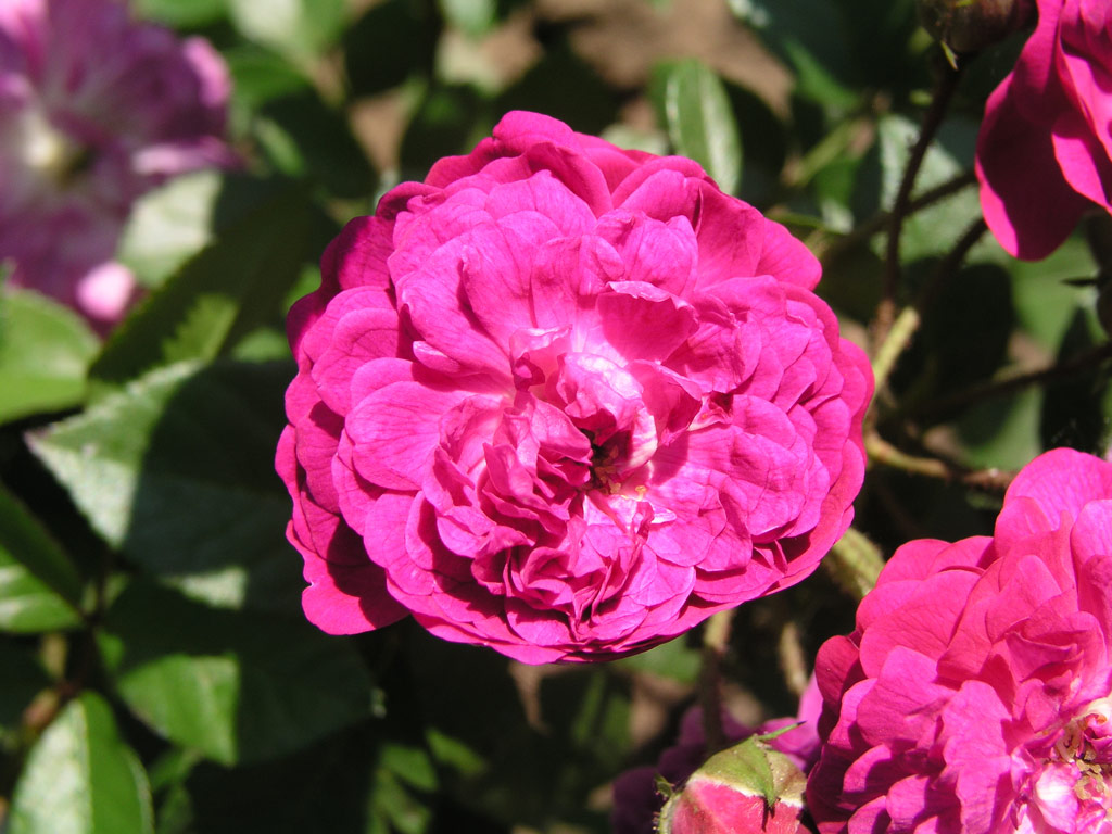růže Vltava