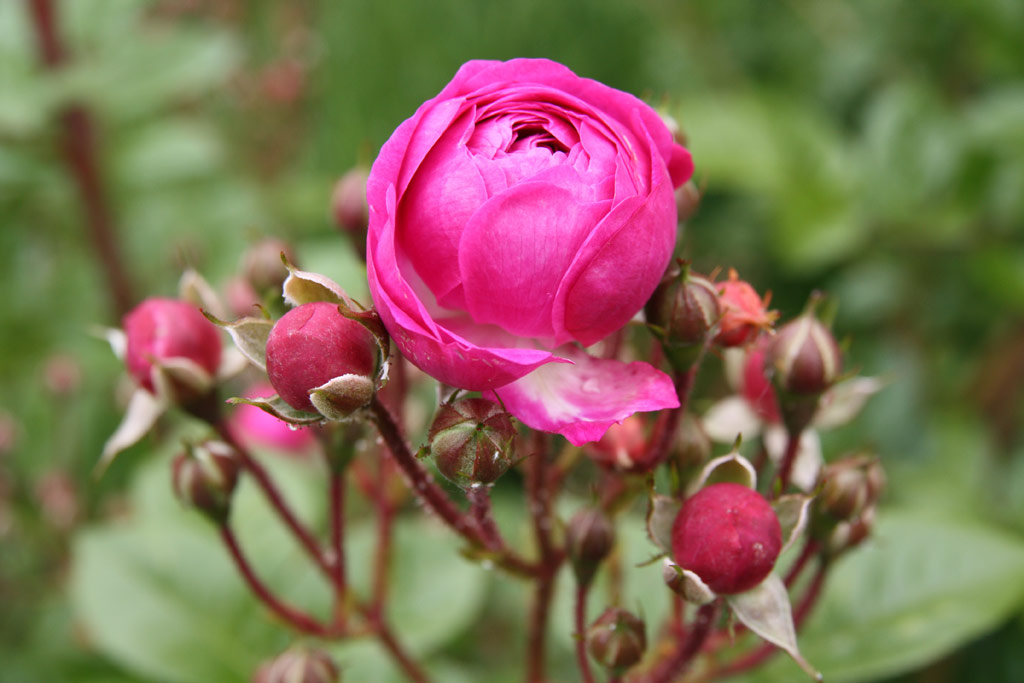 růže Vltava
