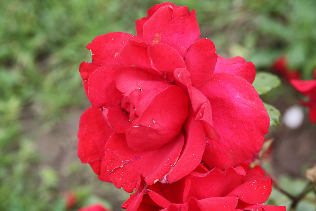 růže Wass Albert Emlke